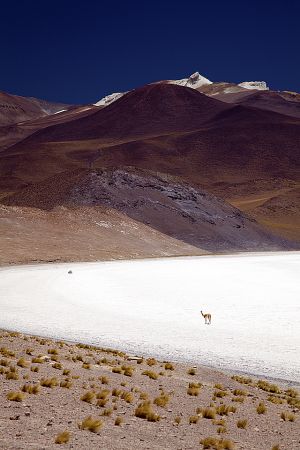 Lagunas Miscanti Miniques Tuyacto Aguas Calientes 135.jpg